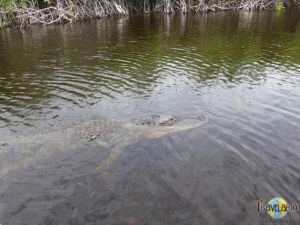 Everglades Airboattour. (2)