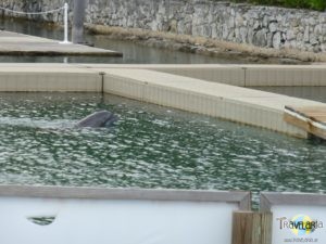 Bahamas Kreuzfahrt – Grand Bahama Dolphins.