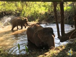 Chiang Mai: Elephant Care. (5)